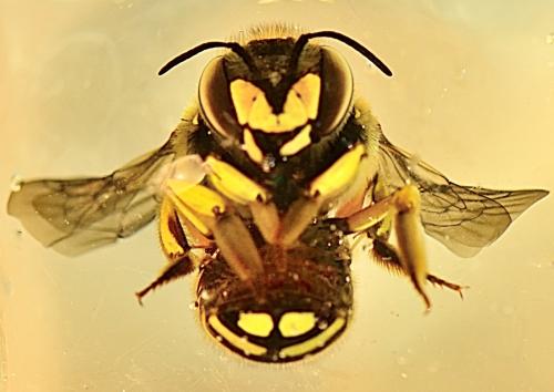 Réf. 349 528 : Anthidium manicatum